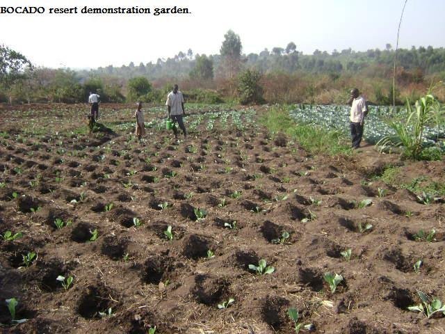 Empower 60 widowed families with Heifers in Masaka