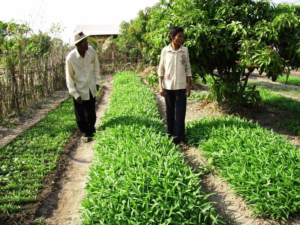 Homestead Food Production Program - Cambodia