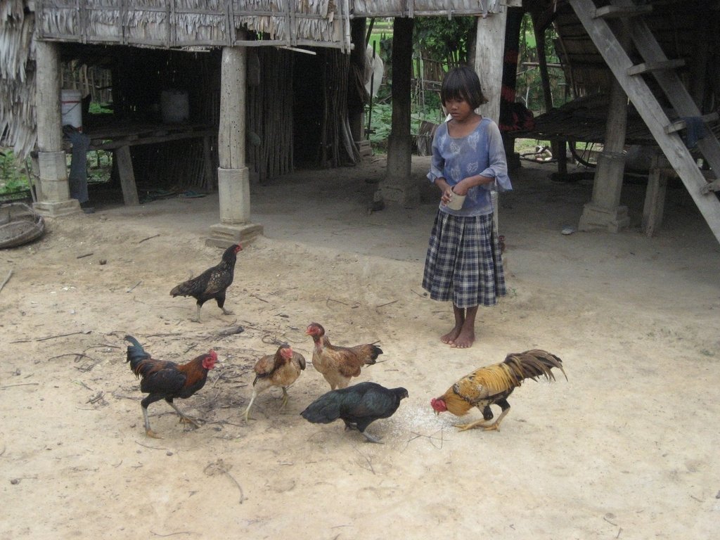 Homestead Food Production Program - Cambodia