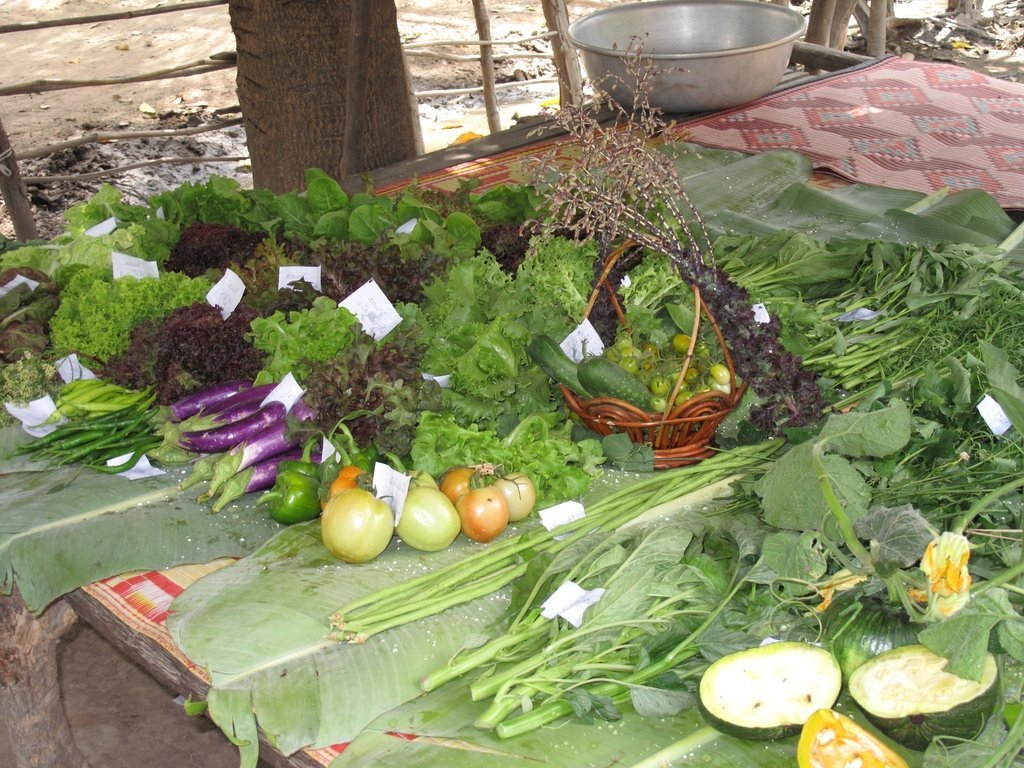 Homestead Food Production Program - Cambodia