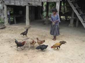 Girl feeds Chickens