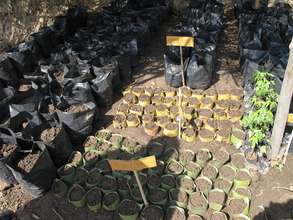 Seedlings