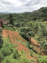 Fig 6: Eagle view on trees grown on the hill slope