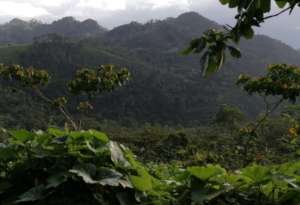 View of the Nicaraguan coffee-growing landscape