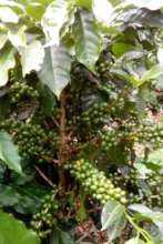 Arabica coffee, not yet ripe for picking
