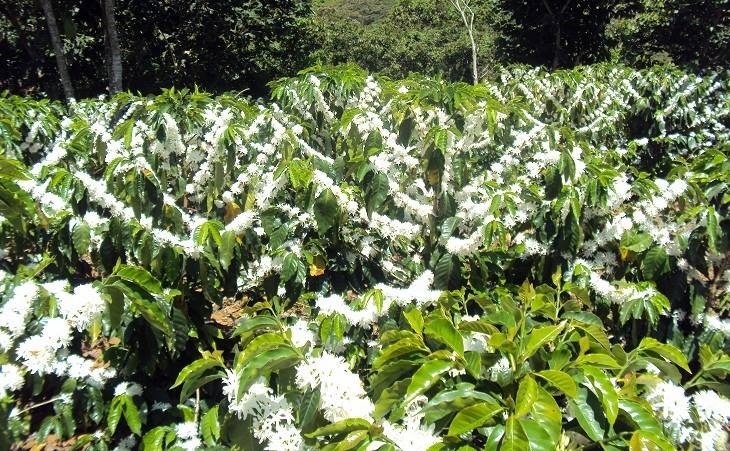 Help Nicaraguan Farmers Build their Resilience