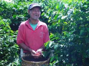 Coffee harvest in Nicaragua