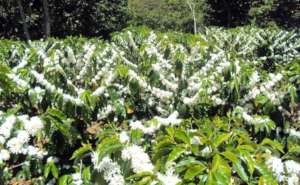 Fragrant, flowering coffee plants