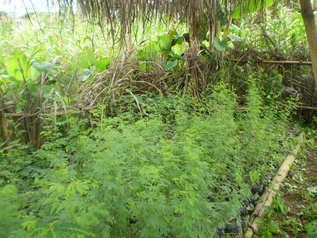 Training and seeds for reforestation in Cameroon