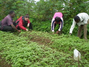 Weeding in local nursery