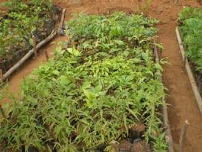 CENDEP Nursery