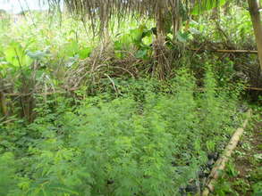 Menji Fontem Lord Mayor's nursery