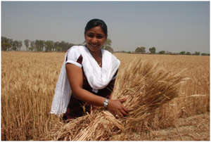 New staff member Shabnam holds up a sheaf of wheat
