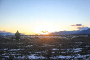 A Kosovar shepherd in a local village