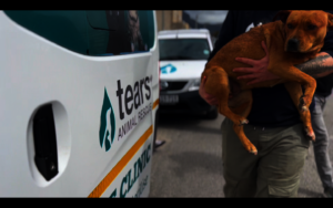 A DOG NEEDING VETERINARY TREATMENT RECEIVING HELP
