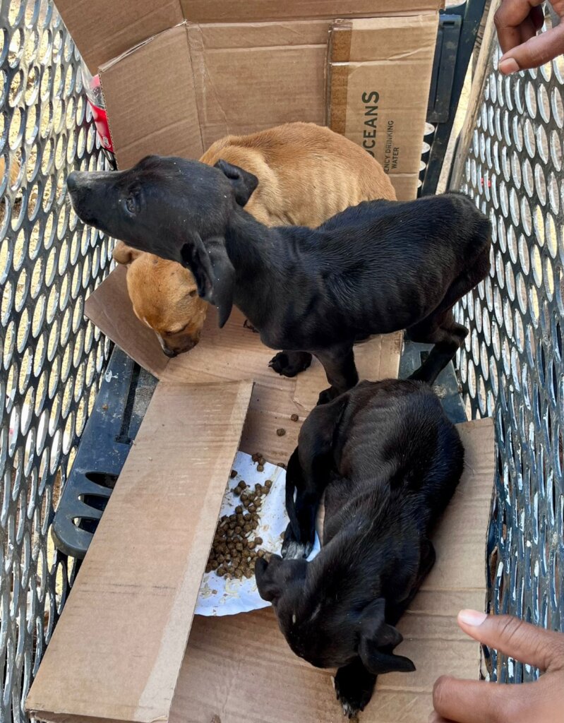 A TROLLEY OF SICK, STARVING PUPPIES AT THE CLINIC