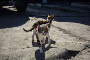 VRYGROND - COMMUNITY CATS