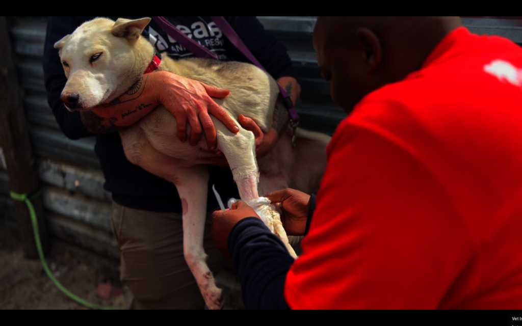 SIVE OUR ANIMAL WELFARE ASSISTANT REMOVING BANDAGE