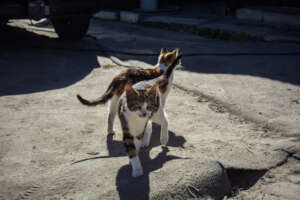 VRYGROND - TWO COMMUNITY CATS
