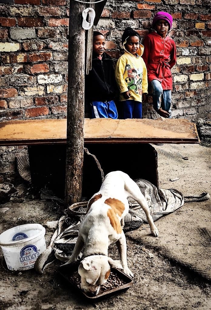 HELP ALLEVIATE MISERY FOR ANIMALS IN CAPE TOWN