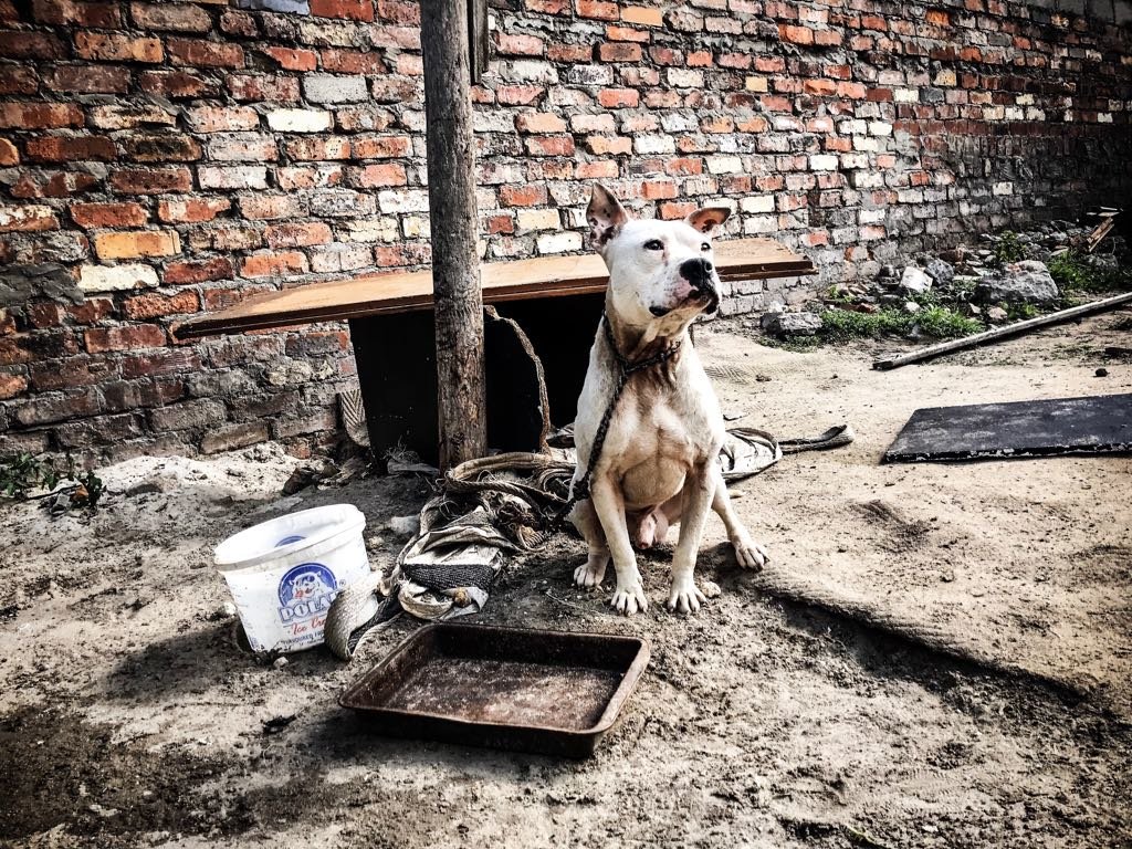 HELP ALLEVIATE MISERY FOR ANIMALS IN CAPE TOWN