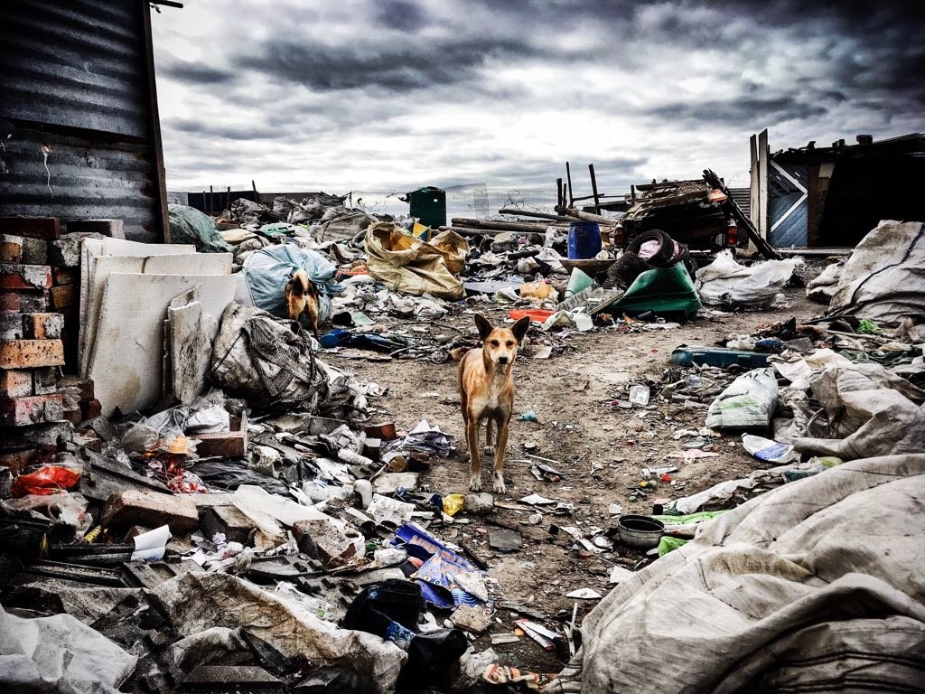 Capricorn- Scavenging for Food Amongst the Garbage