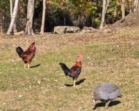 New rooster (center) outdoors for the first time