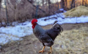 Pearly, taking a morning stroll today