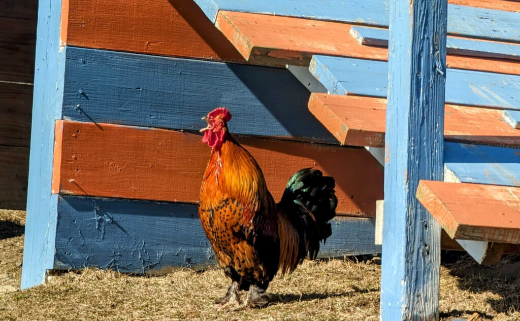The Rooster Project