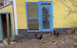 Four roosters, including former fighter Snickers