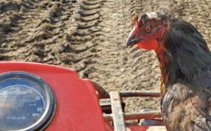 Rescued fighting rooster riding the ATV