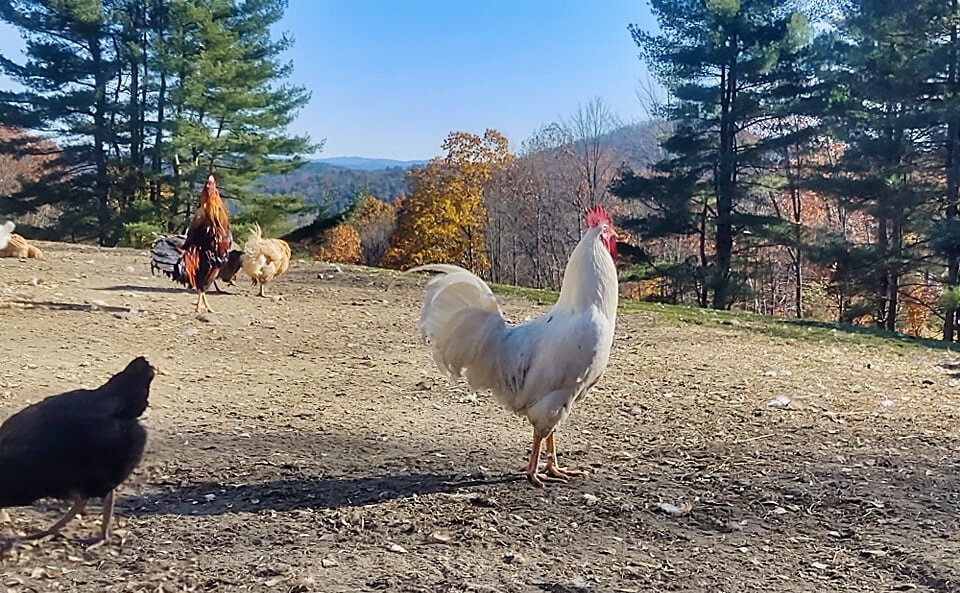 Recently rescued roosters