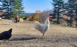 Recently rescued roosters