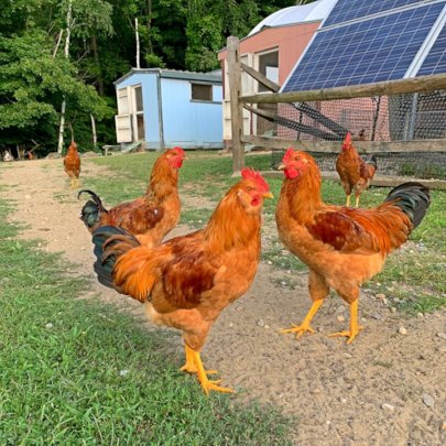 Just a few of the new roos