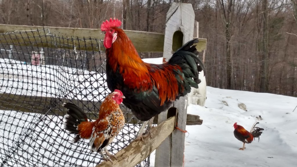 The Rooster Project