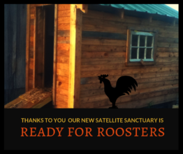 New Rooster Coop