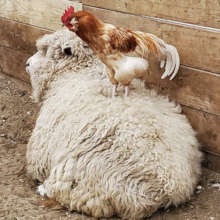 Newly-rescued rooster standing on Sugar