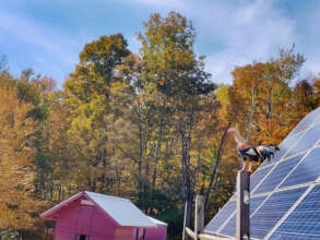 Sol, a newly rescued rooster, likes high places