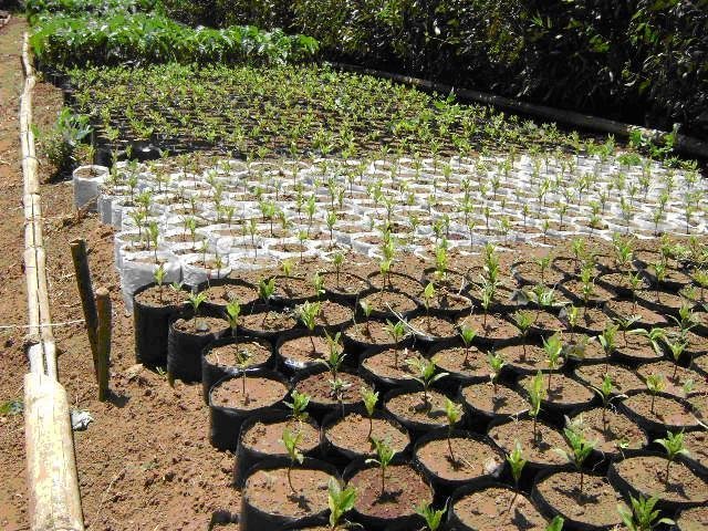 Rehabilitation of 'Kikuyu Escarpment' Kenya