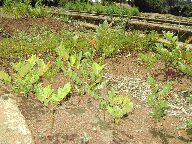 Rehabilitation of 'Kikuyu Escarpment' Kenya