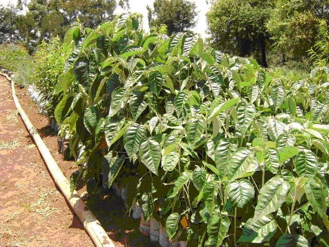 Rehabilitation of 'Kikuyu Escarpment' Kenya