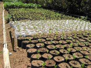 Fraxinus hilderbrandtti seedlings in our Uplands t