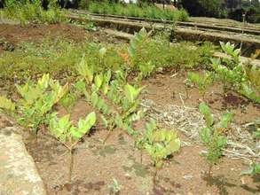 Acrocarpus fraxinifolia seedlings in our tree nurs