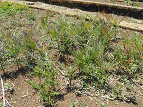 Gravillea robusta seedlings in our tree nursery at