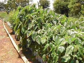 Croton megalocarpus seedlings in our tree nursery