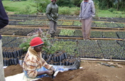 Rehabilitation of 'Kikuyu Escarpment' Kenya
