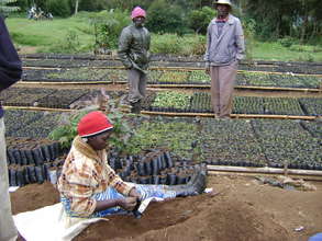 Rehabilitation of 'Kikuyu Escarpment' Kenya