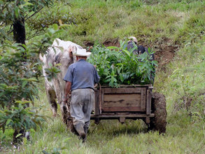 The oxen hauling the seedlings