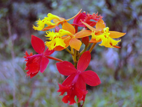 The reward from Mother Earth, exquisite beauty