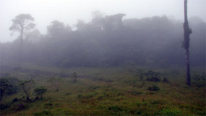 Right hand forest on David Alvarez's property.